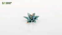 Gamers Grass | Laser Plants | Blue Agave
