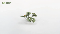 Gamers Grass | Laser Plants | Bugloss