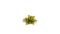 Gamers Grass | Laser Plants | Dumb Cane