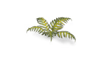 Gamers Grass | Laser Plants | Bracken