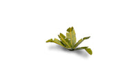 Gamers Grass | Laser Plants | Banana Tree